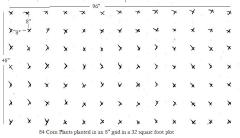 Corn in Grid Pattern