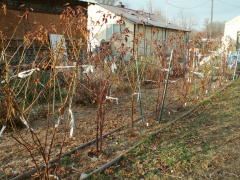 Apache Blackberries in the Winter